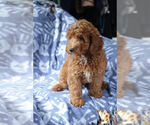 Small #7 Goldendoodle (Miniature)