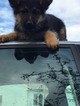 Small Photo #5 German Shepherd Dog Puppy For Sale in TROUTDALE, OR, USA