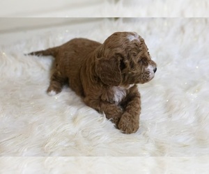 Cavapoo-Poodle (Toy) Mix Puppy for sale in GOSHEN, IN, USA