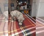 Small Photo #54 Great Dane Puppy For Sale in PIERSON, MI, USA
