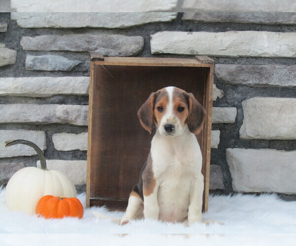 Medium Photo #9 Beagle Puppy For Sale in SUGARCREEK, OH, USA