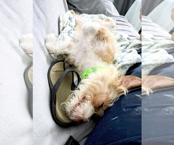 Medium Photo #4 Mutt Puppy For Sale in Rockaway, NJ, USA