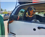 Small #10 Doberman Pinscher