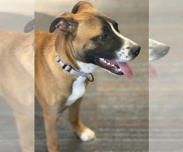 Medium Photo #6 Boxer-Unknown Mix Puppy For Sale in Mooresville, NC, USA