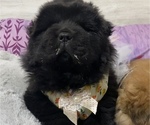 Puppy 0 Chow Chow