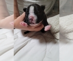 Small Photo #15 Boston Terrier Puppy For Sale in NEW PORT RICHEY, FL, USA