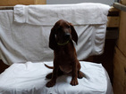 Puppy 0 Redbone Coonhound