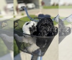 Small Photo #62 Miniature Bernedoodle Puppy For Sale in AUBURNDALE, FL, USA