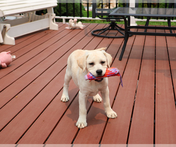Medium Photo #3 Labrador Retriever Puppy For Sale in SYRACUSE, IN, USA