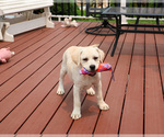Small #2 Labrador Retriever