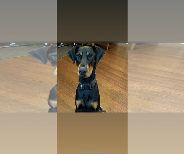 Medium Photo #4 Doberman Pinscher Puppy For Sale in Hayward, CA, USA