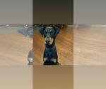 Small #3 Doberman Pinscher