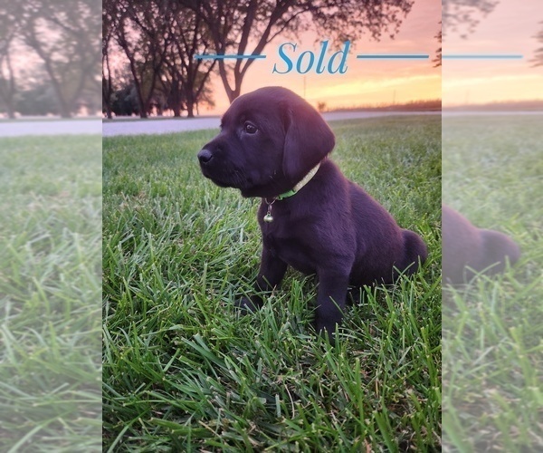 Medium Photo #4 Labrador Retriever Puppy For Sale in SABETHA, KS, USA