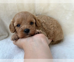 Cavapoo Puppy for sale in JEFFERSONVILLE, IN, USA