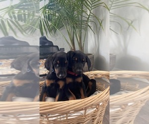 Doberman Pinscher Puppy for sale in BAKERSFIELD, CA, USA