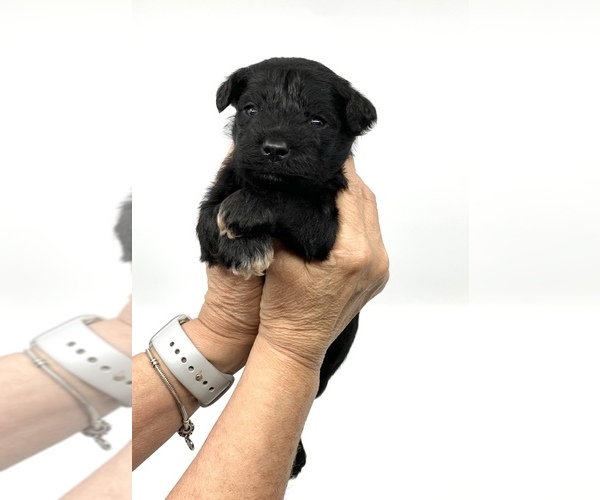 Medium Photo #7 Schnauzer (Miniature) Puppy For Sale in WINTERVILLE, GA, USA