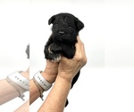 Small Photo #7 Schnauzer (Miniature) Puppy For Sale in WINTERVILLE, GA, USA