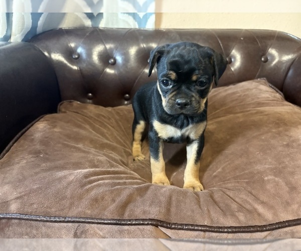 Medium Photo #20 Carlin Pinscher Puppy For Sale in COBB, WI, USA