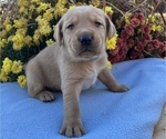 Small #4 Labrador Retriever