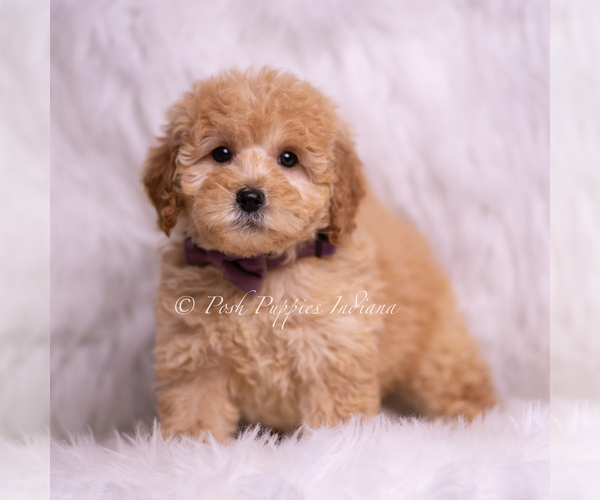 Medium Photo #107 Goldendoodle (Miniature) Puppy For Sale in WARSAW, IN, USA
