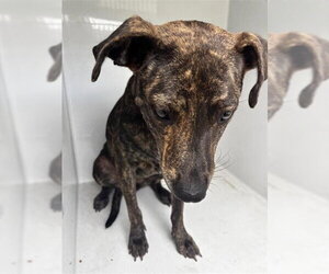 Plott Hound Dogs for adoption in Houston, TX, USA