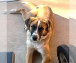 Small #2 Australian Shepherd Mix