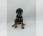 Small Photo #6 Doberman Pinscher Puppy For Sale in RIVERDALE, MD, USA