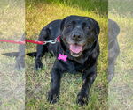 Small Labrador Retriever Mix