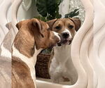 Small #5 American Pit Bull Terrier Mix