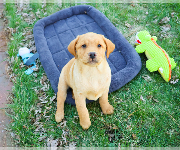 Medium Photo #6 Labrador Retriever Puppy For Sale in SYRACUSE, IN, USA