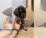 Small Photo #7 German Shorthaired Pointer Puppy For Sale in BUSHNELL, FL, USA