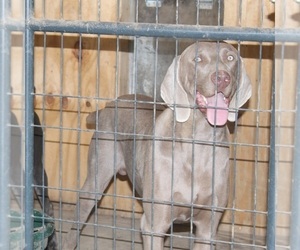 Father of the Weimaraner puppies born on 09/04/2022