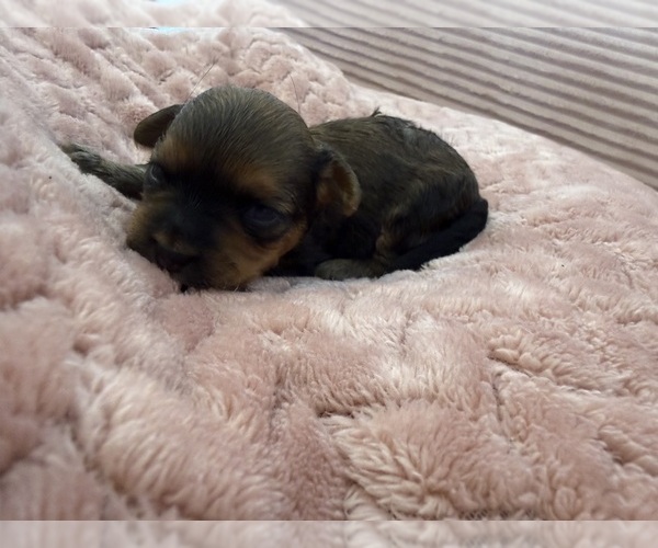 Medium Photo #30 Yorkipoo Puppy For Sale in ARLINGTON, TX, USA