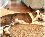 Small #9 Pembroke Welsh Corgi Mix
