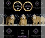 Small #6 Poodle (Miniature)