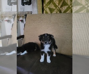 Miniature Australian Shepherd Puppy for sale in WILLIAMSBURG, CO, USA