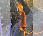 Small #3 Redbone Coonhound