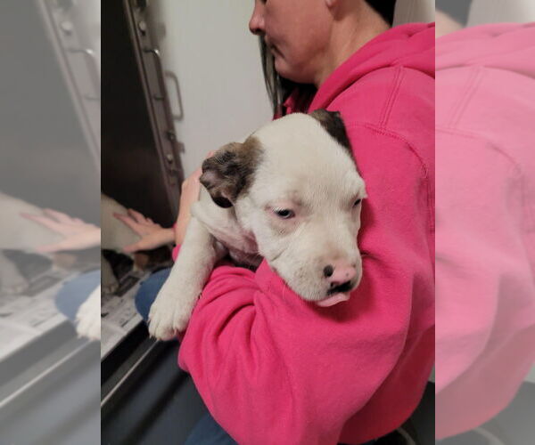 Medium Photo #3 Mutt Puppy For Sale in Linton, IN, USA