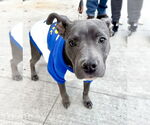 Small #1 American Pit Bull Terrier-American Staffordshire Terrier Mix