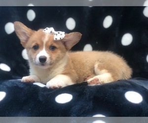 Pembroke Welsh Corgi Puppy for sale in LAKELAND, FL, USA