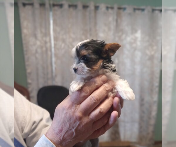 Medium Photo #3 Yorkshire Terrier Puppy For Sale in JAMAICA, IA, USA