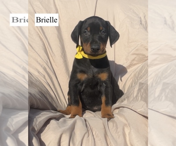 Medium Photo #1 Doberman Pinscher Puppy For Sale in POMEROY, OH, USA