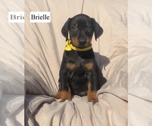 Doberman Pinscher Puppy for sale in POMEROY, OH, USA