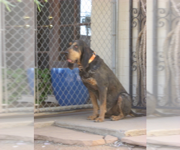 Medium Photo #1 Bluetick Coonhound Puppy For Sale in SCOTTSDALE, AZ, USA