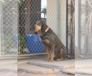 Bluetick Coonhound Dog for Adoption in SCOTTSDALE, Arizona USA