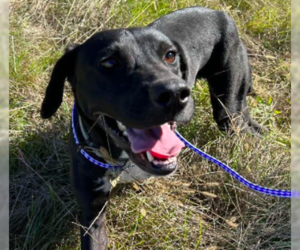 Great Dane-Labrador Retriever Mix Dogs for adoption in Bristol, CT, USA