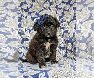 Sheltidoodle Puppy for sale in CHRISTIANA, PA, USA