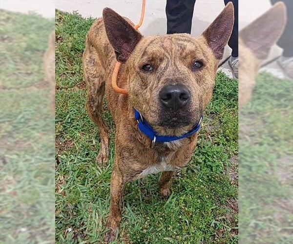 Medium Photo #2 Holland Shepherd-Unknown Mix Puppy For Sale in Fort Lauderdale, FL, USA