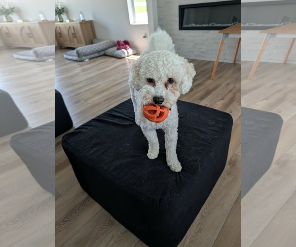 Medium Photo #3 Bichon Frise Puppy For Sale in Omaha, NE, USA