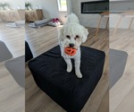Small #2 Bichon Frise